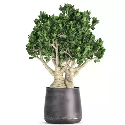Crassula in a black pot for the interior 931 3D model