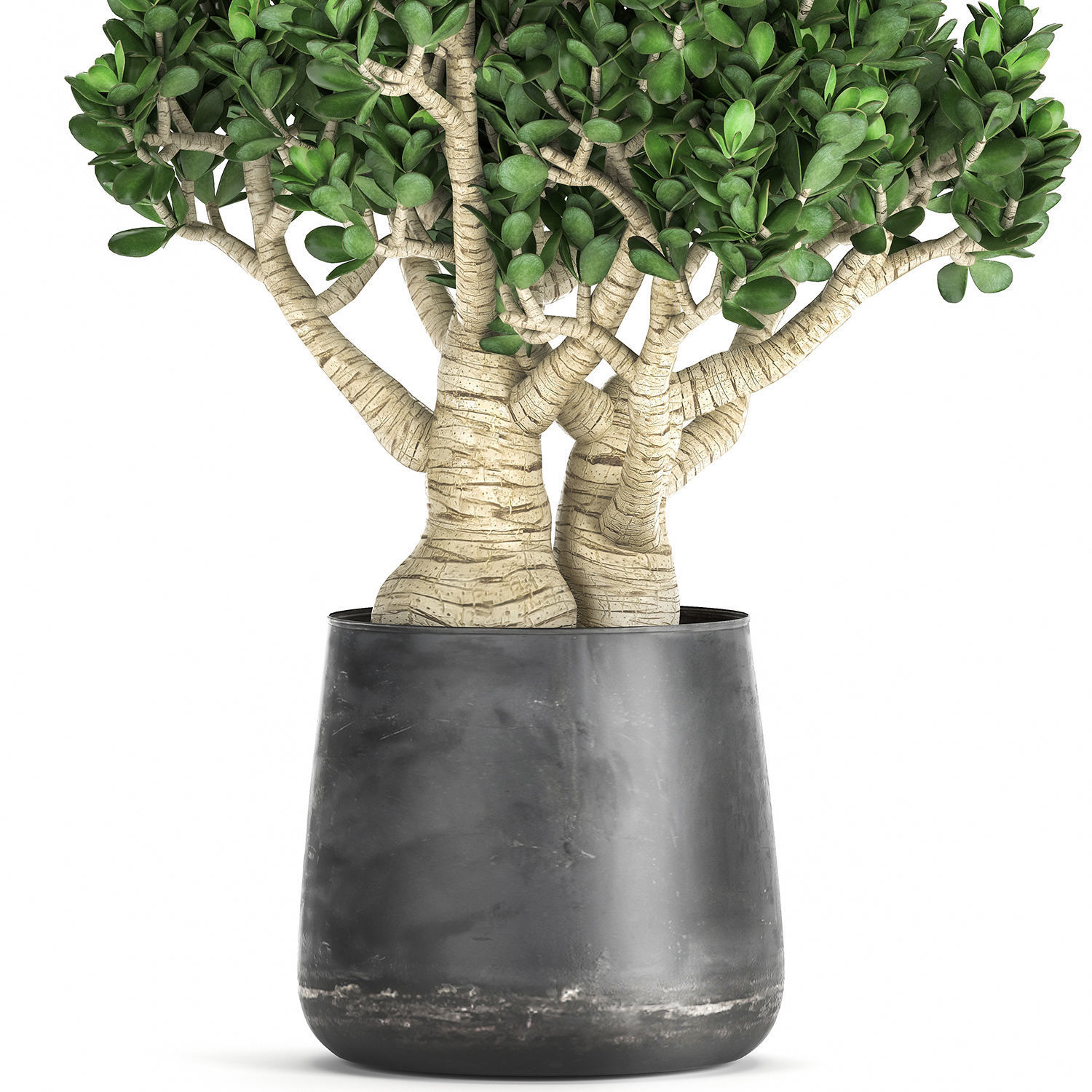 Crassula in a black pot for the interior 931 3D model_2