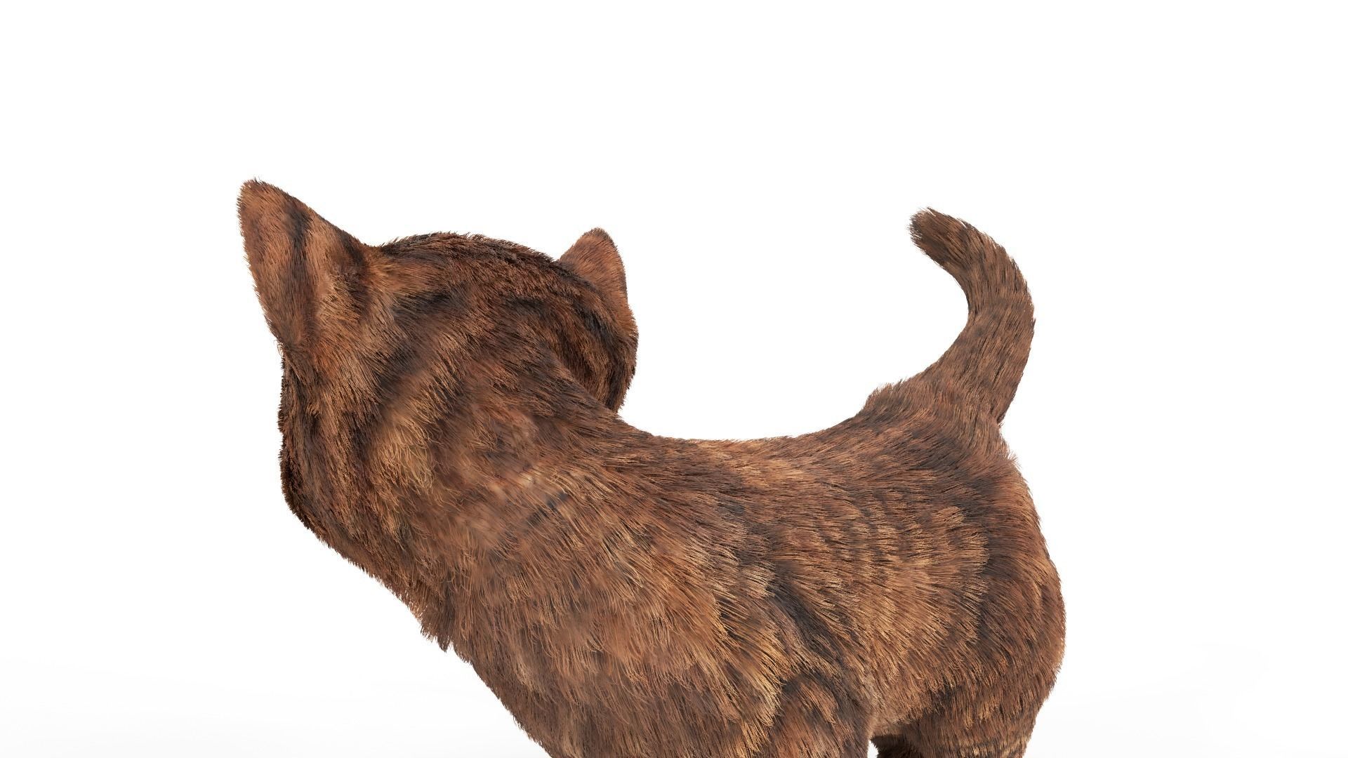 Fur Cure Kitten Red 02 Low-poly 3D model_4