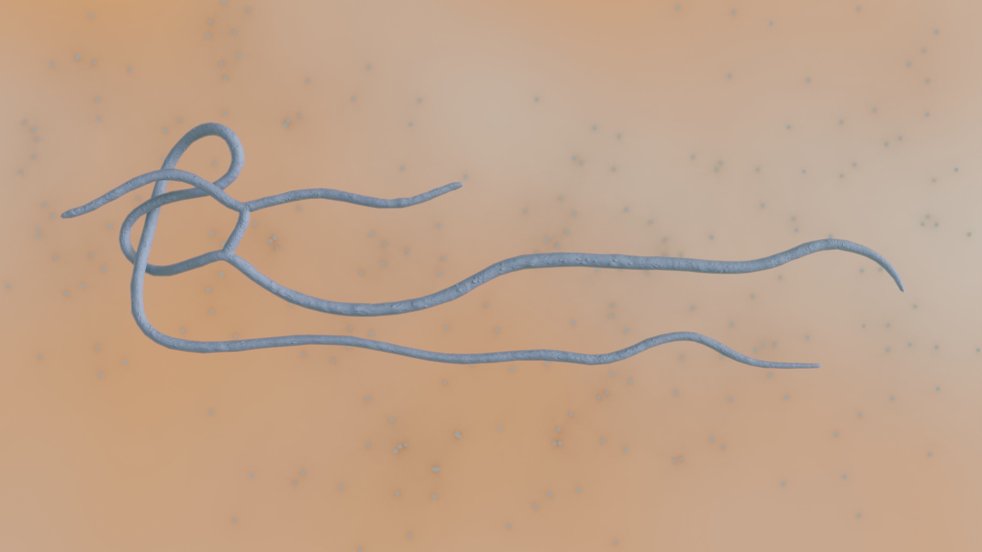 Virus ebola Low-poly 3D model_6