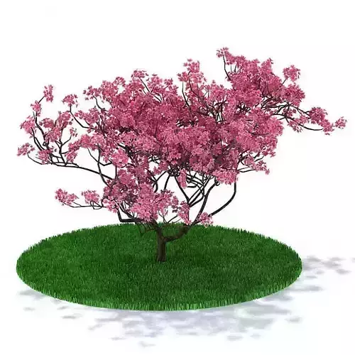 Pink Oriental Cherry