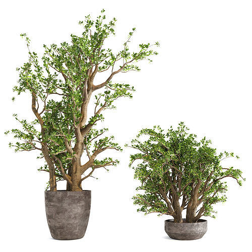 Jade Plants Set 01 3D model