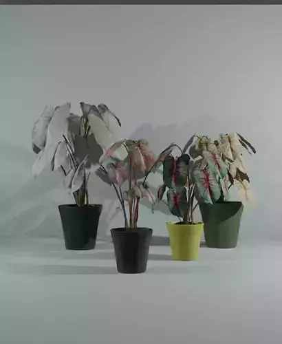 Indoor plants caladium