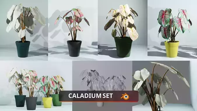 Indoor plants caladium
