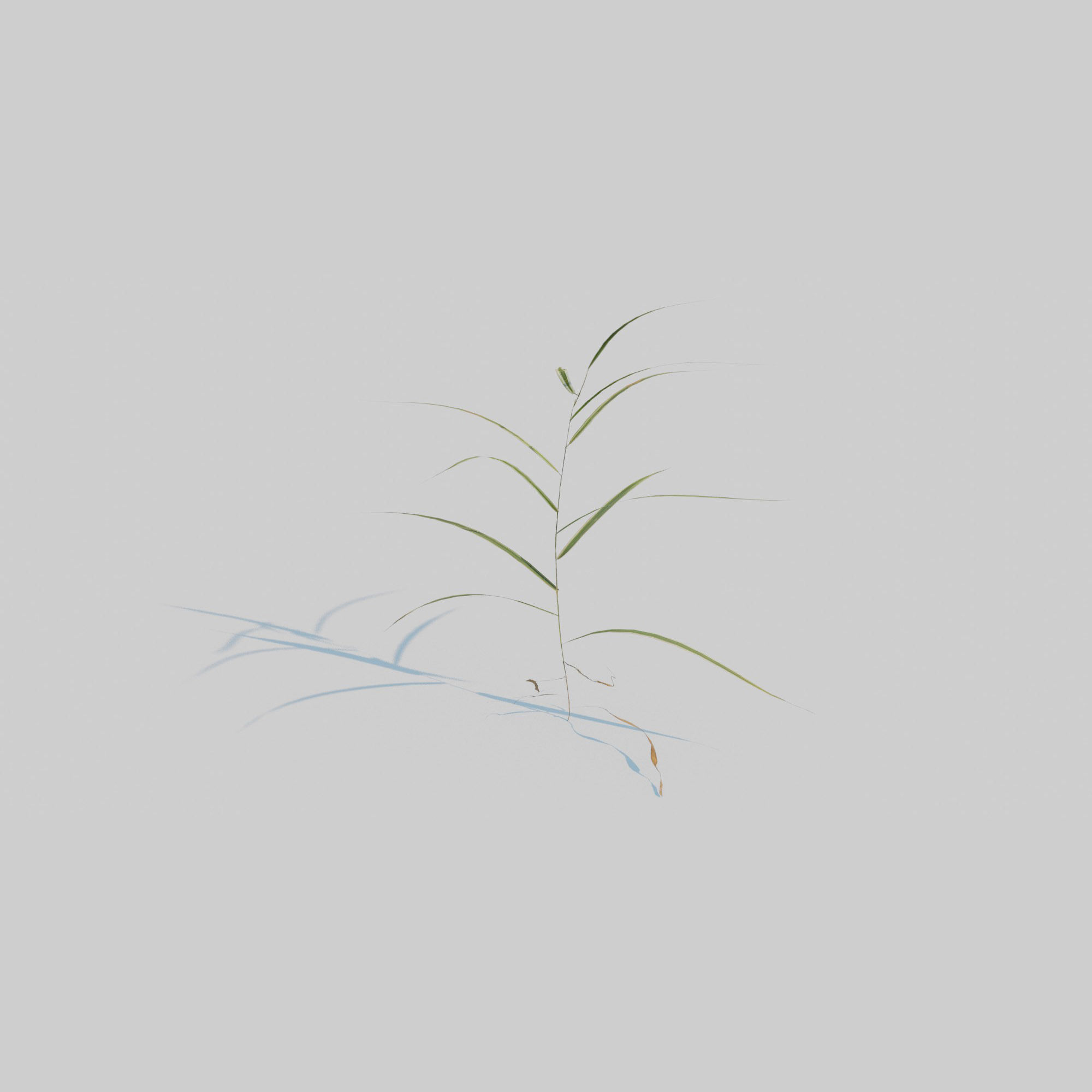 Gardeners Garter Grass 3D model_9