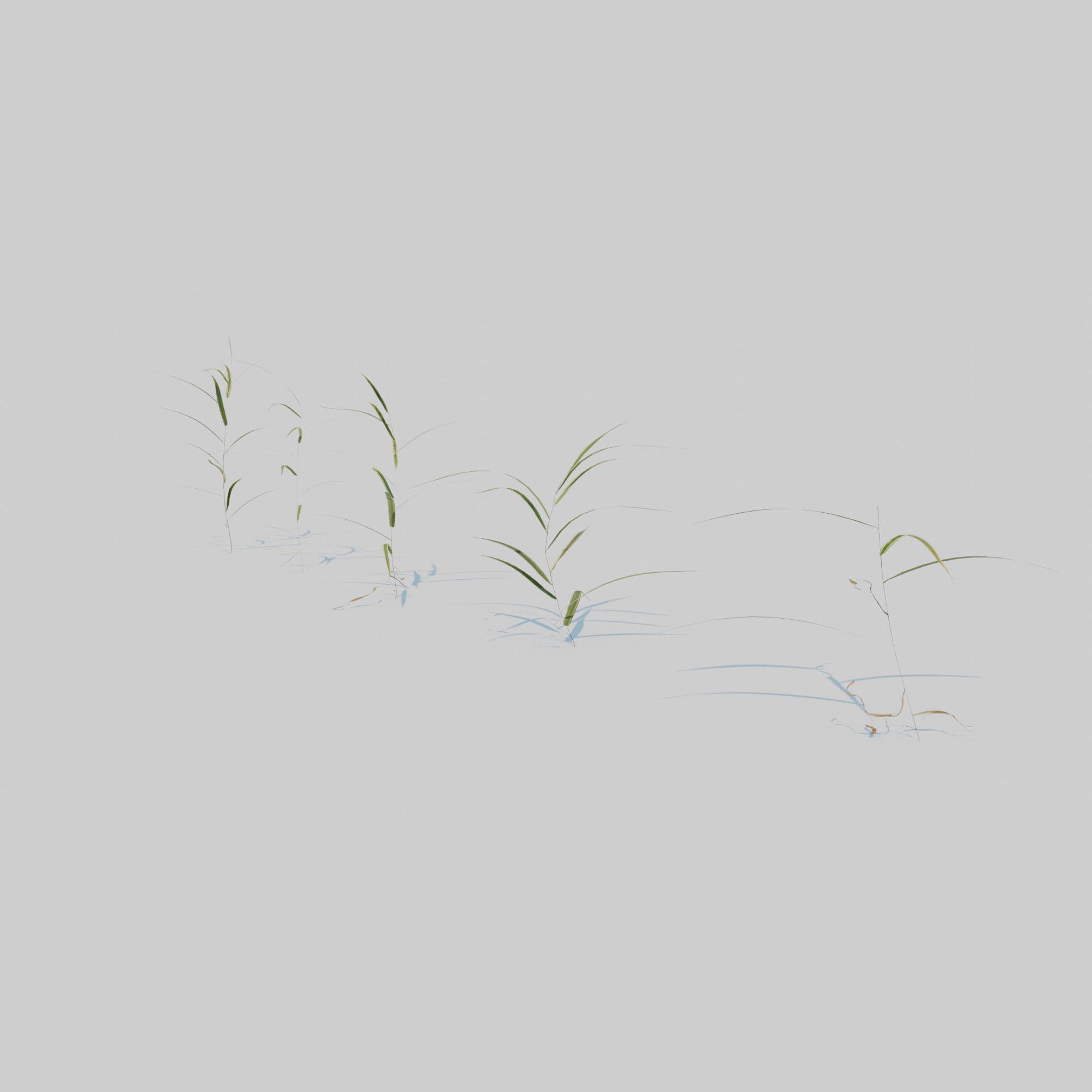 Gardeners Garter Grass 3D model_3
