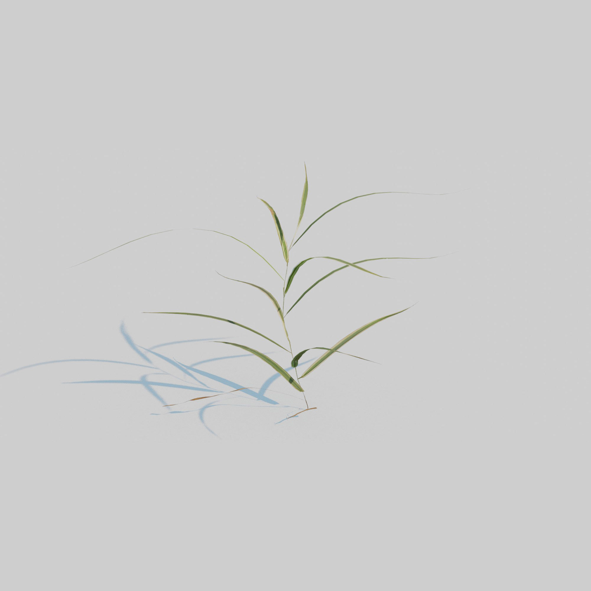 Gardeners Garter Grass 3D model_11