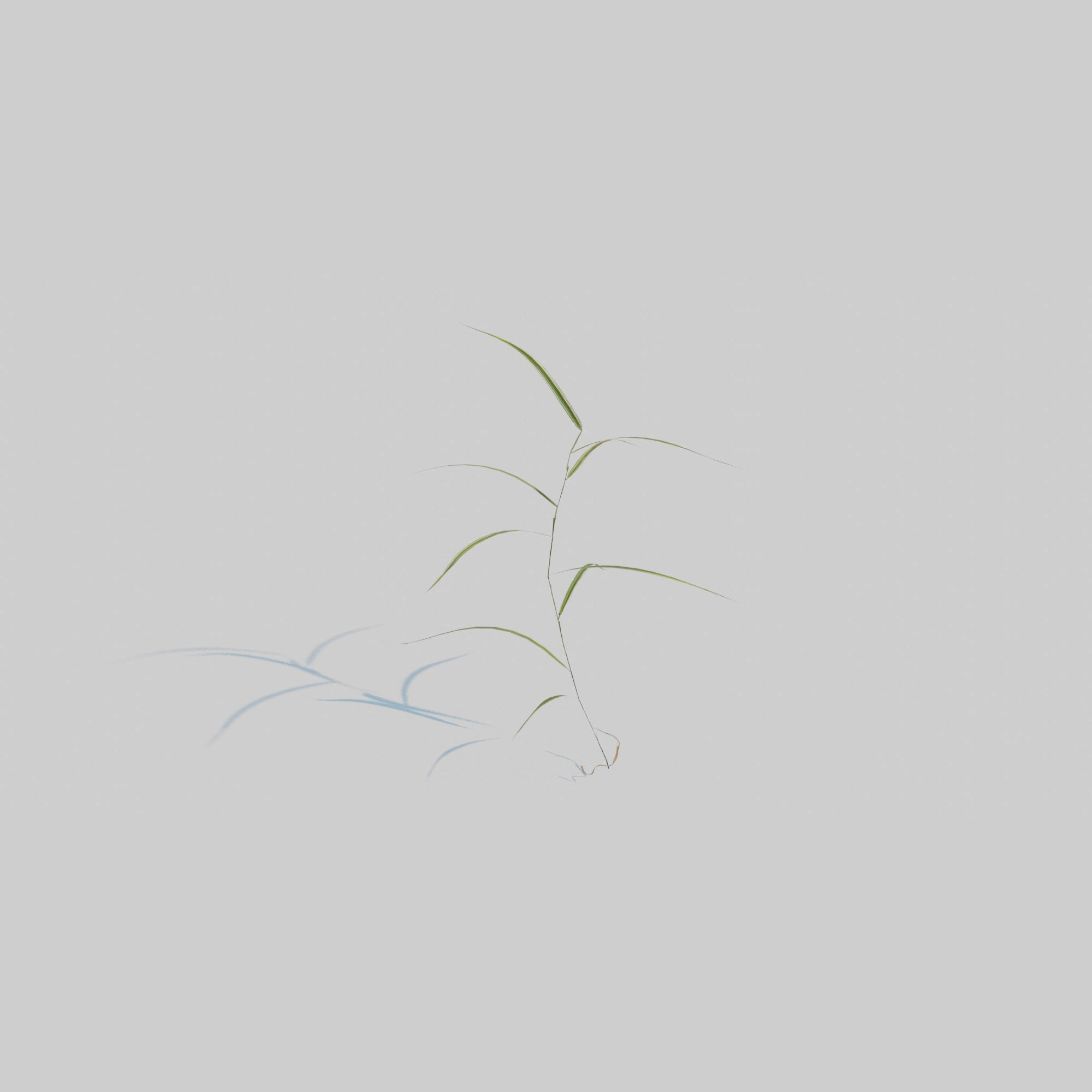 Gardeners Garter Grass 3D model_7