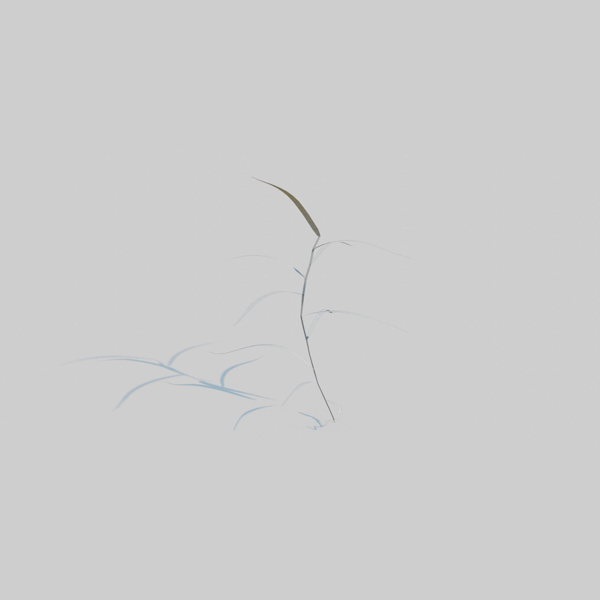 Gardeners Garter Grass 3D model_8