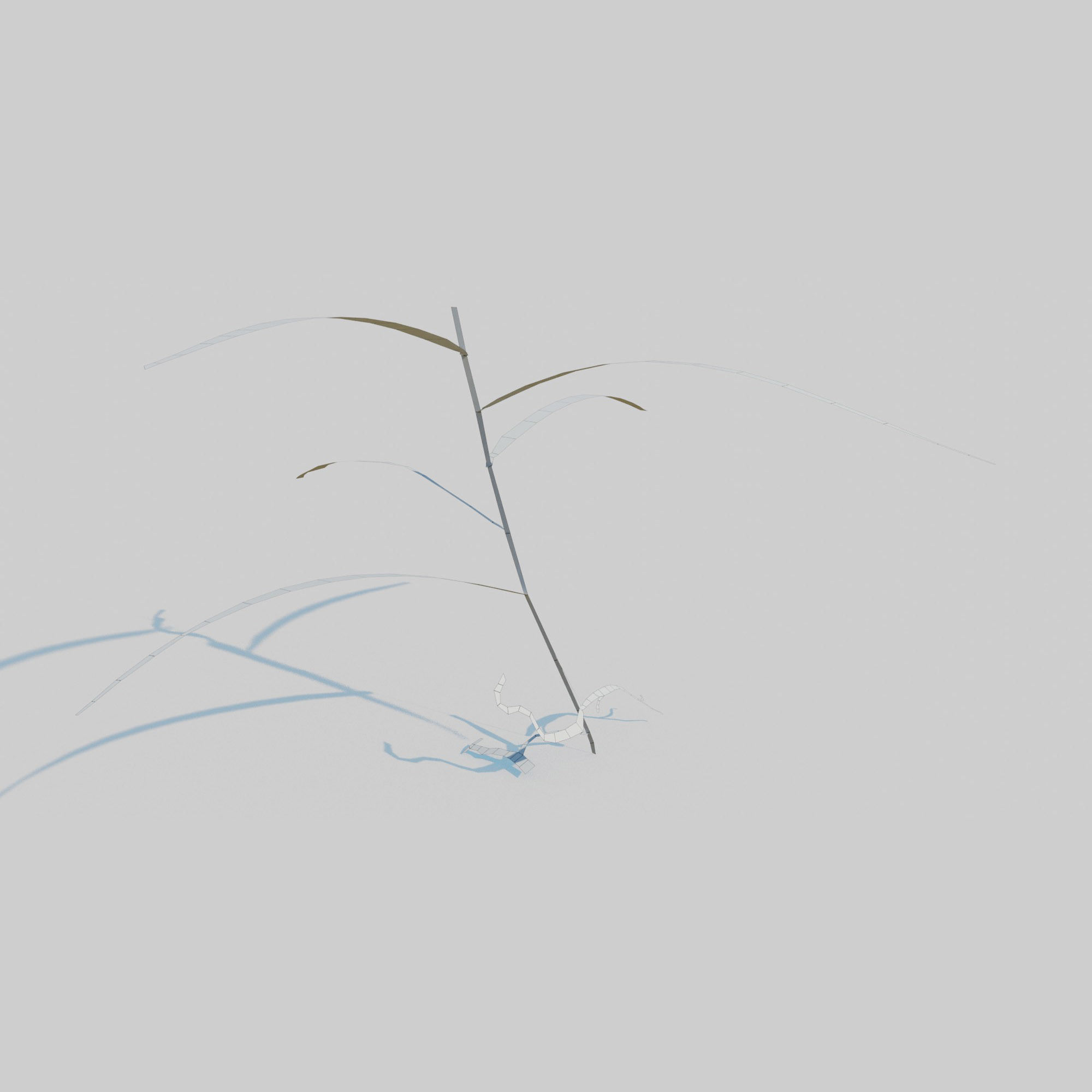 Gardeners Garter Grass 3D model_14