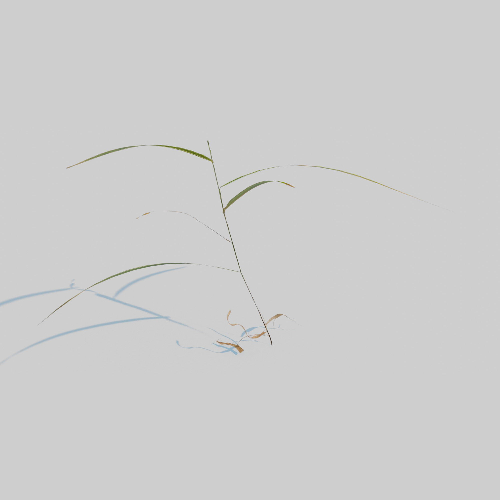 Gardeners Garter Grass 3D model_13