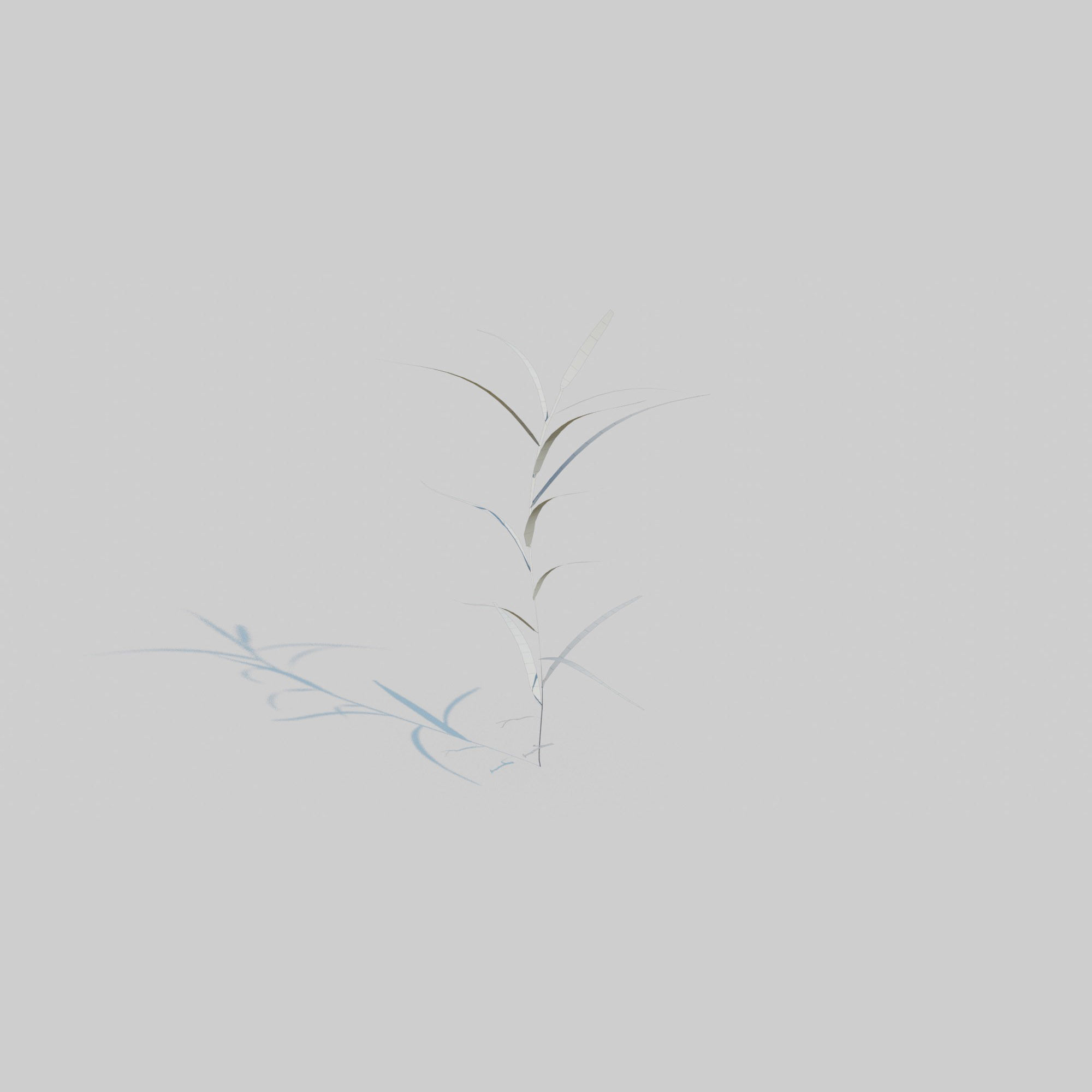 Gardeners Garter Grass 3D model_6