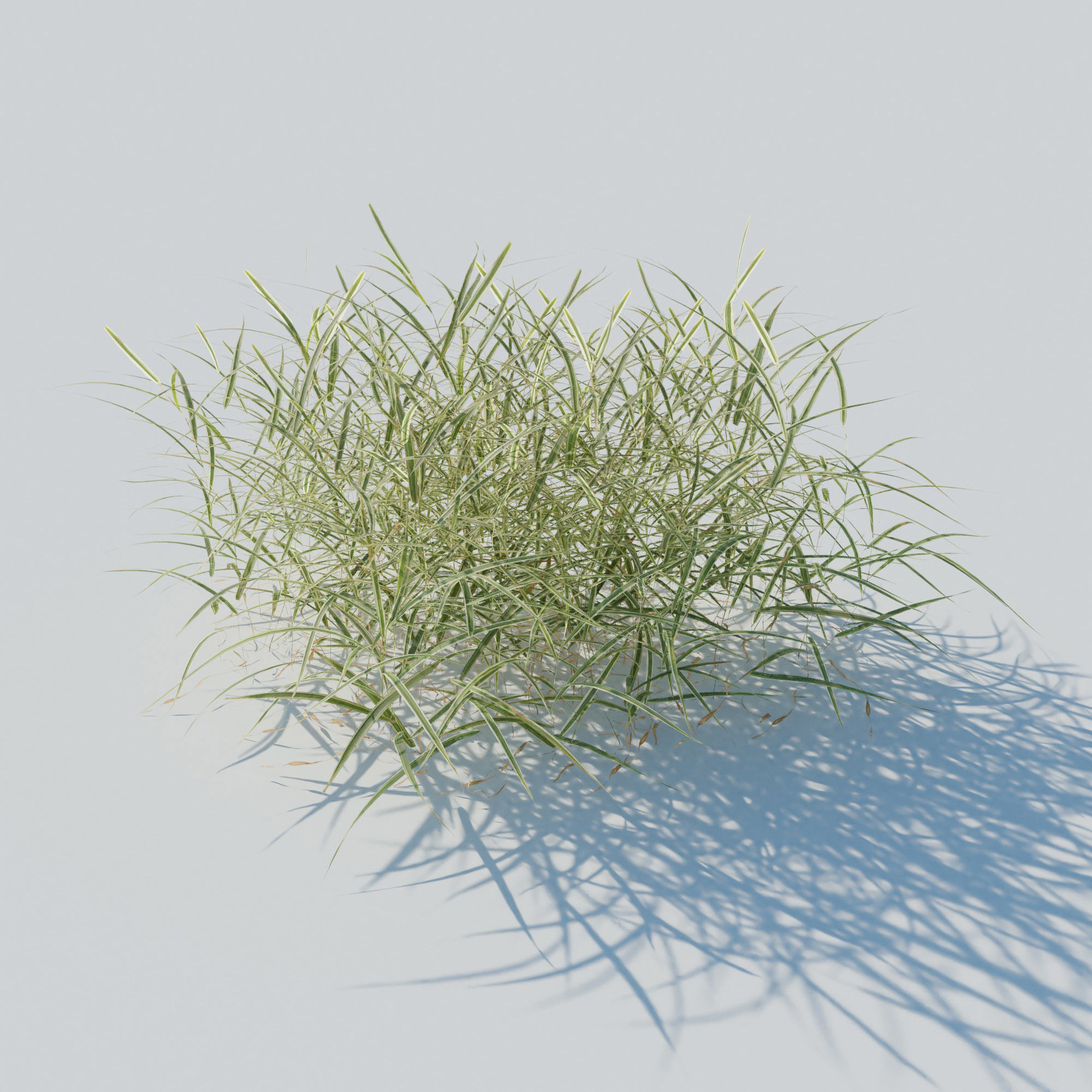 Gardeners Garter Grass 3D model_1