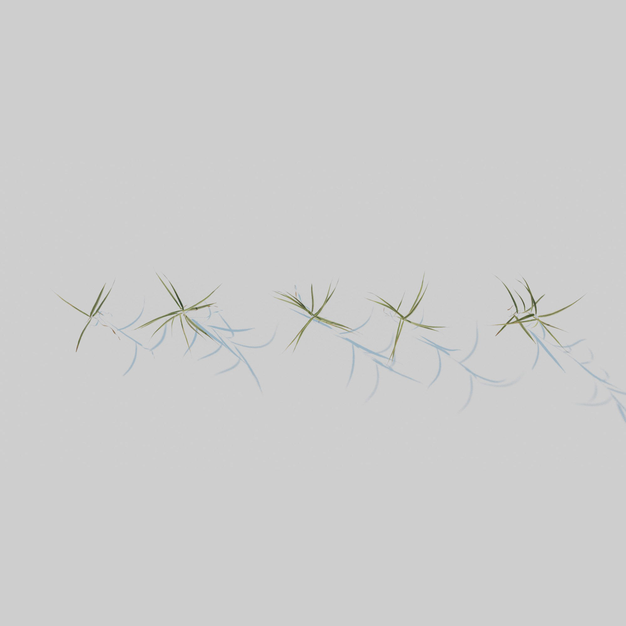 Gardeners Garter Grass 3D model_4