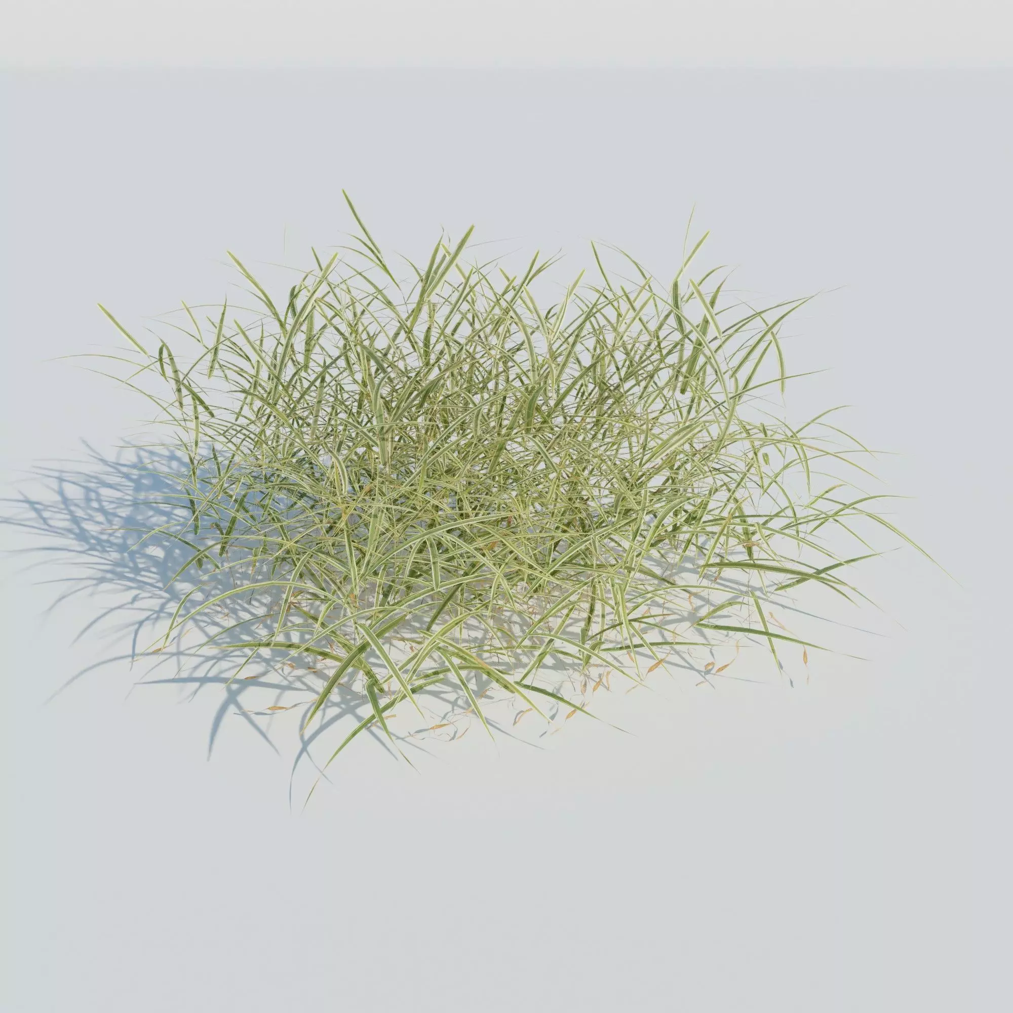 Gardeners Garter Grass 3D model_0