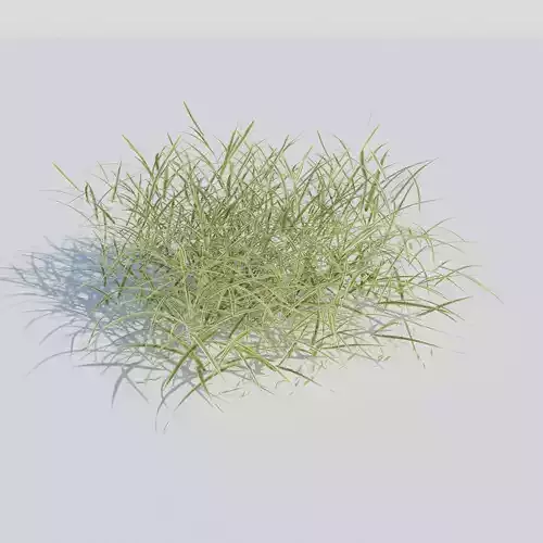 Gardeners Garter Grass