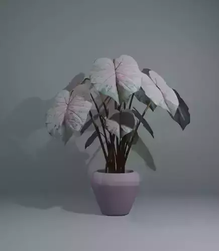 Indoor plant caladium