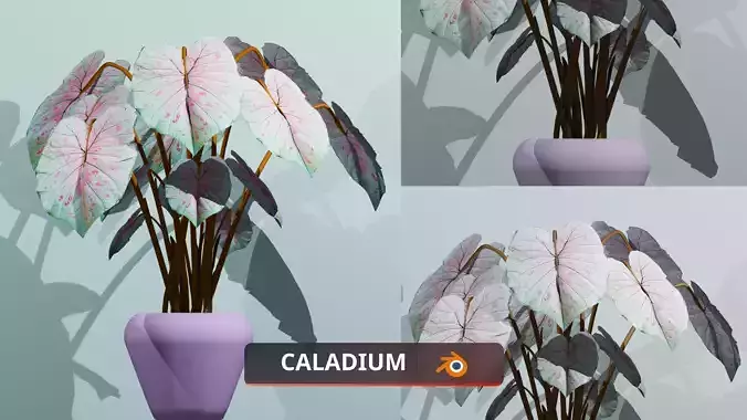 Indoor plant caladium