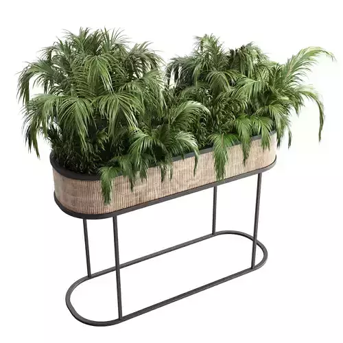 collection Indoor plant palm 40-bax wood vase