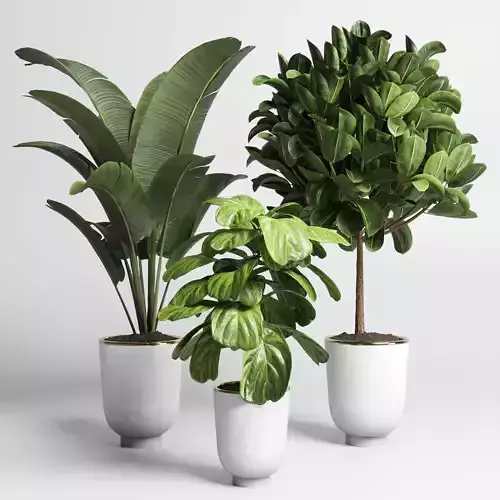 collection Indoor plant 39 -concrete vase