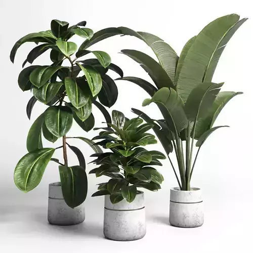 collection Indoor plant 37 -concrete vase