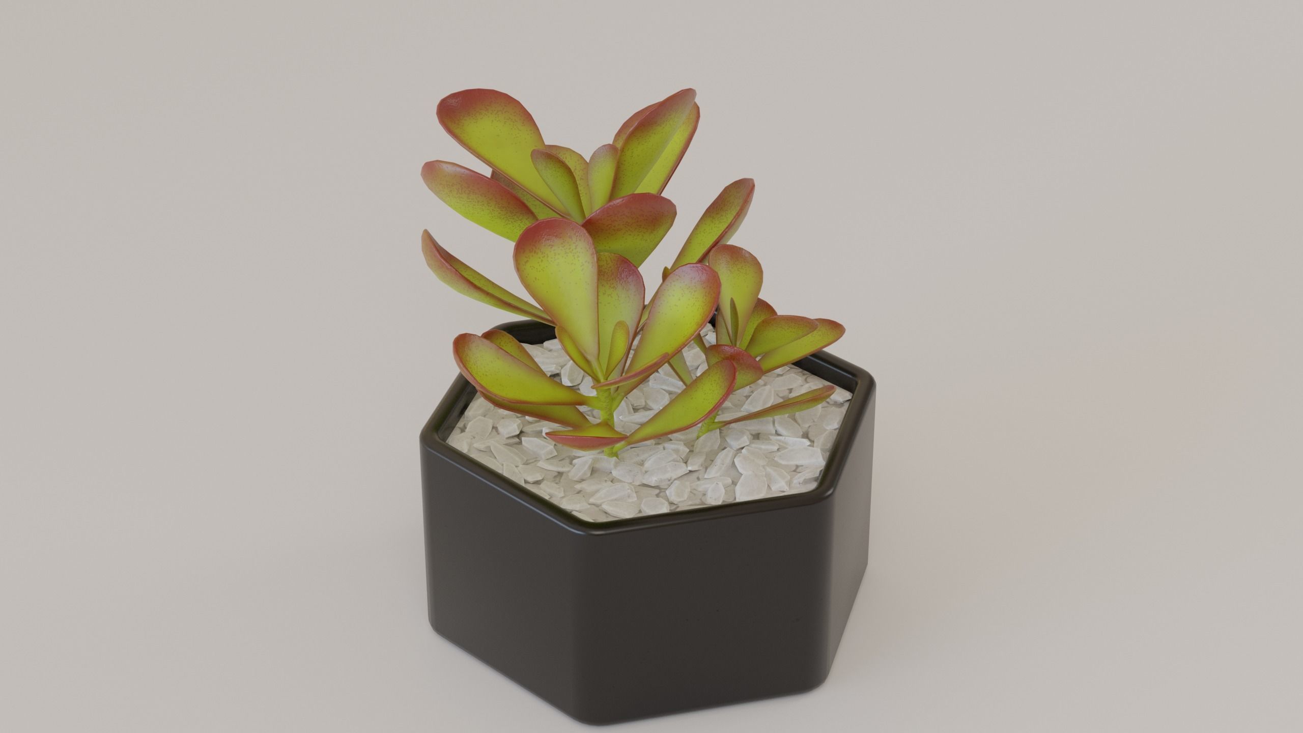Succulents and cactus set 3D model_3