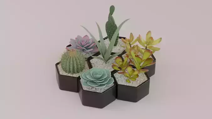 Succulents and cactus set 3D model