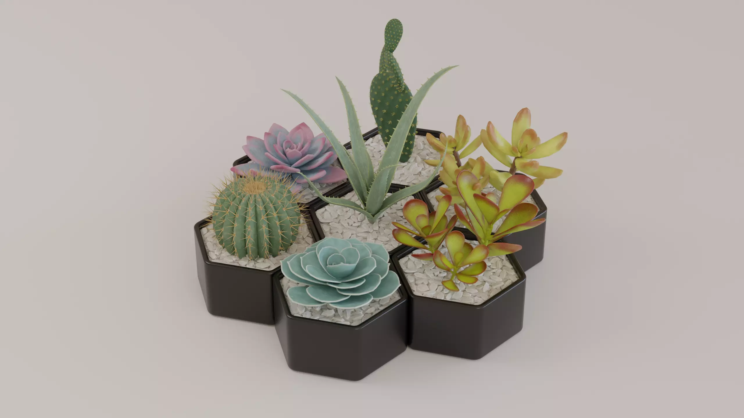 Succulents and cactus set 3D model_0