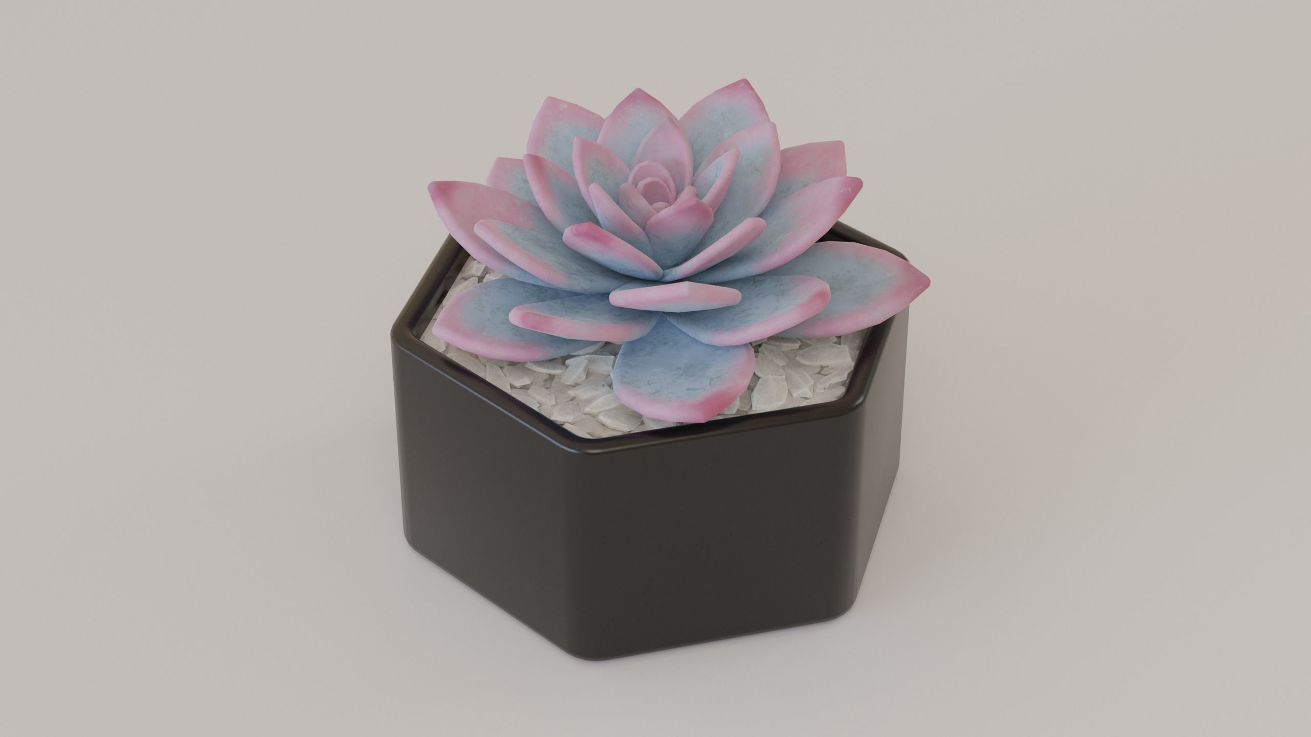 Succulents and cactus set 3D model_6