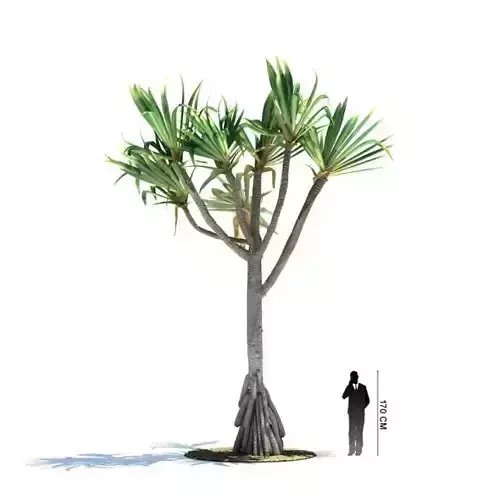 Pandanus Utilis Palm Tree 3D model