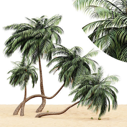 4 Different tree coconut palm tree on beach Free 3D model