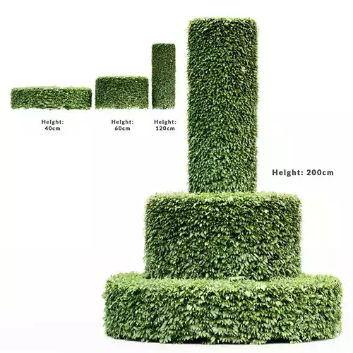 2 Dwarf Yaupon Holly Cylinder tree collection trees in the scene 3D model