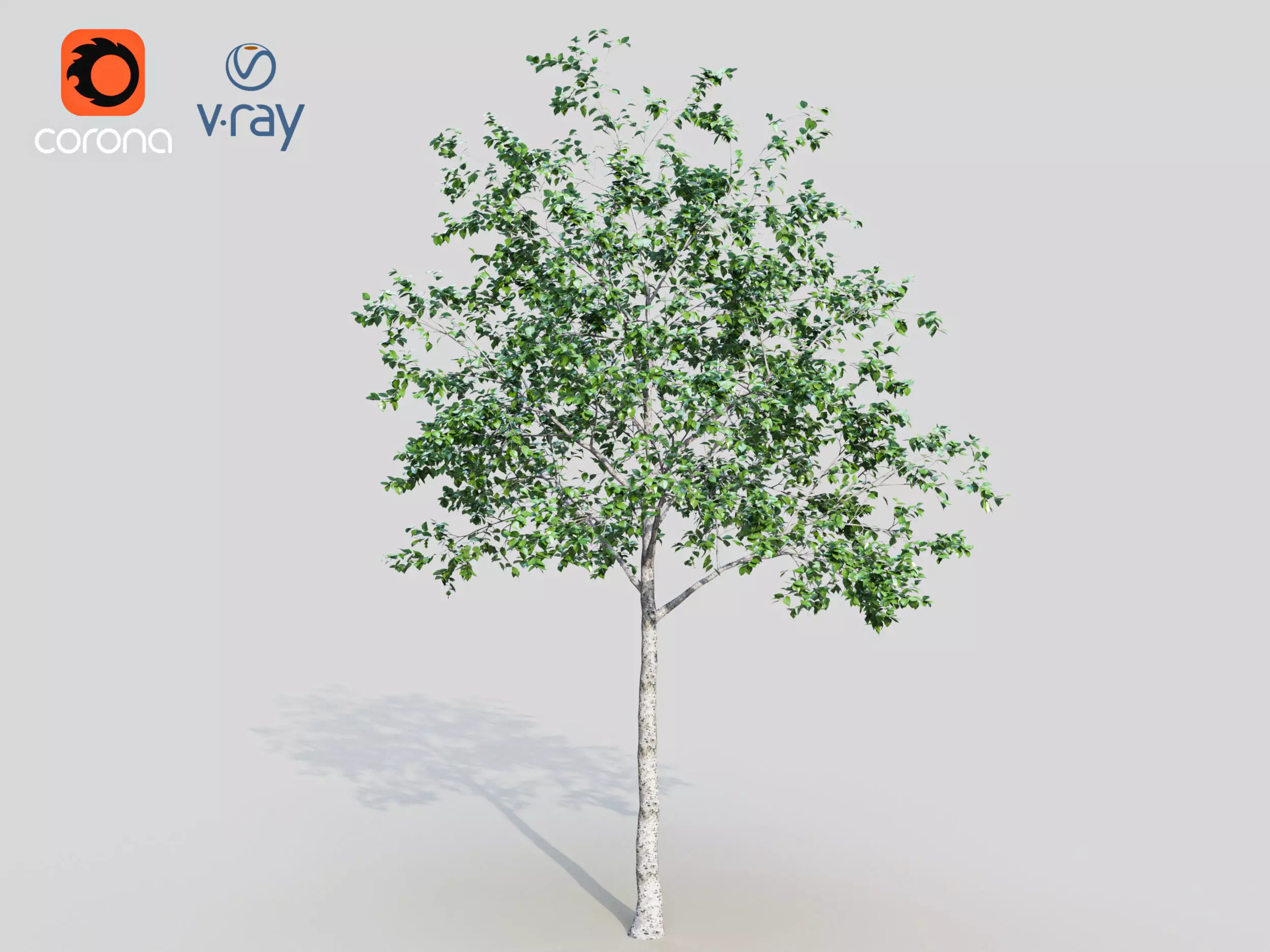 birch tree 3D model