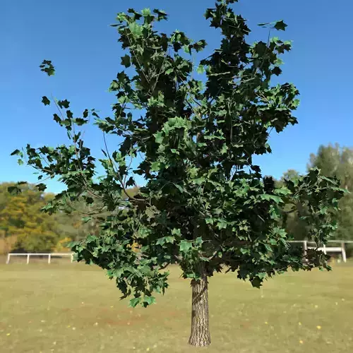 Plant Tulip tree