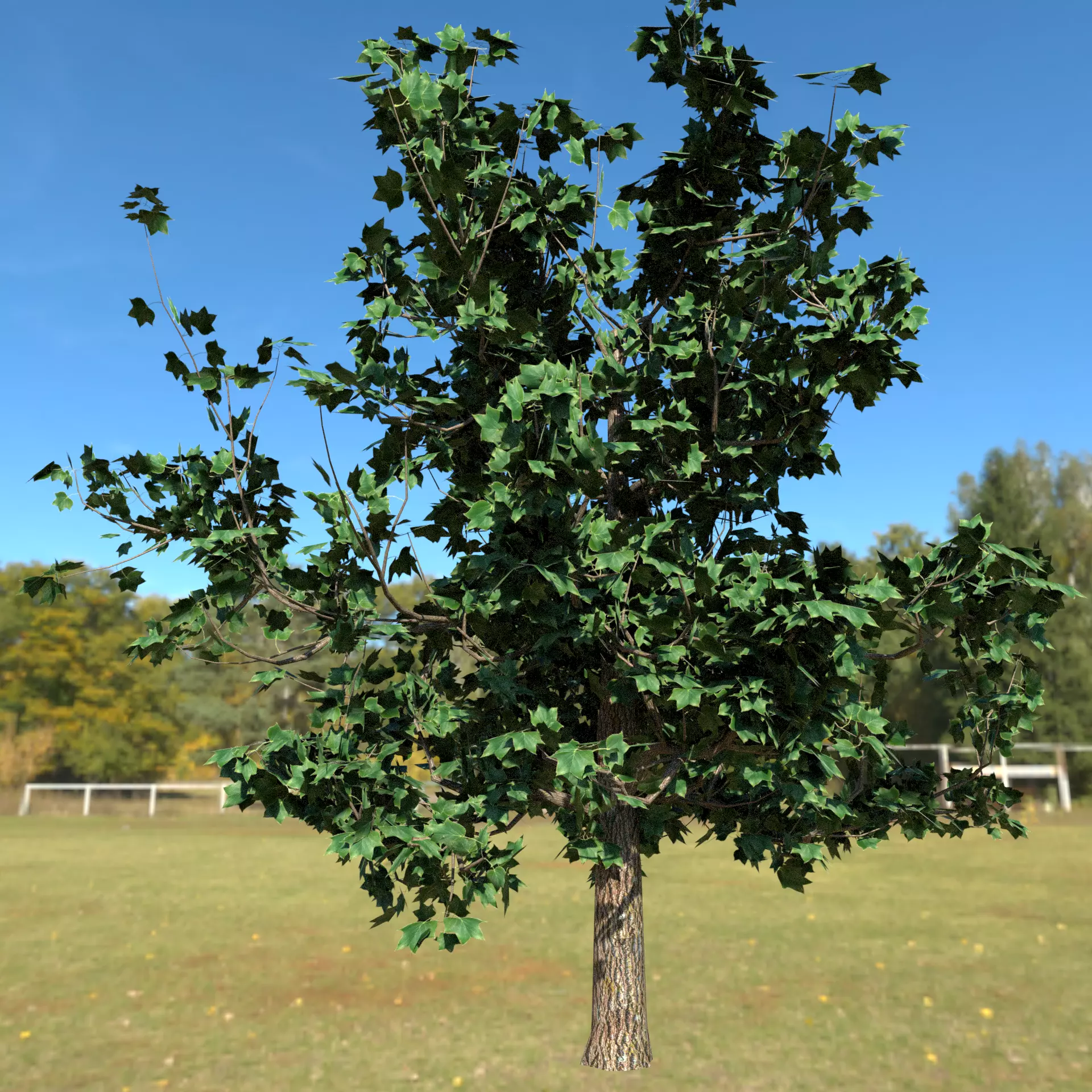 Plant Tulip tree 3D model_0