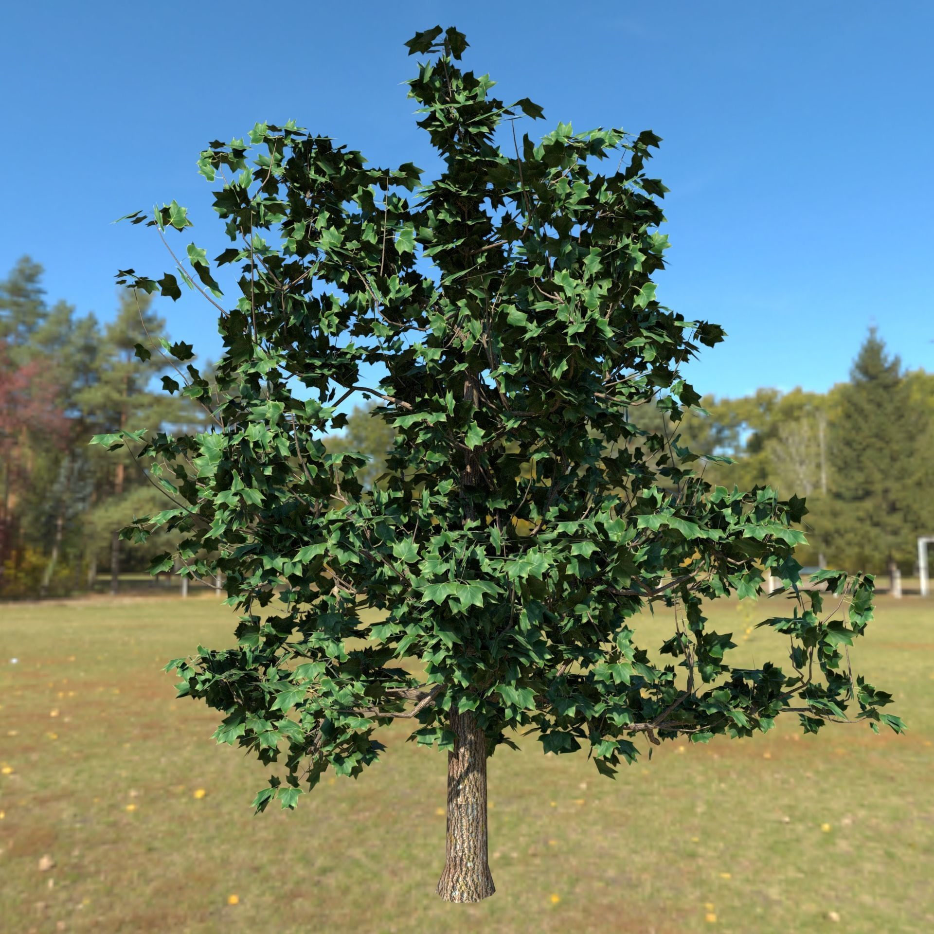 Plant Tulip tree 3D model_3