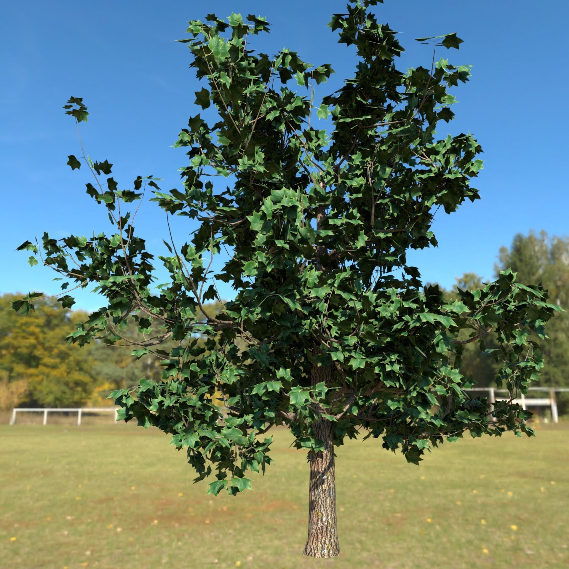 Plant Tulip tree 3D model_2