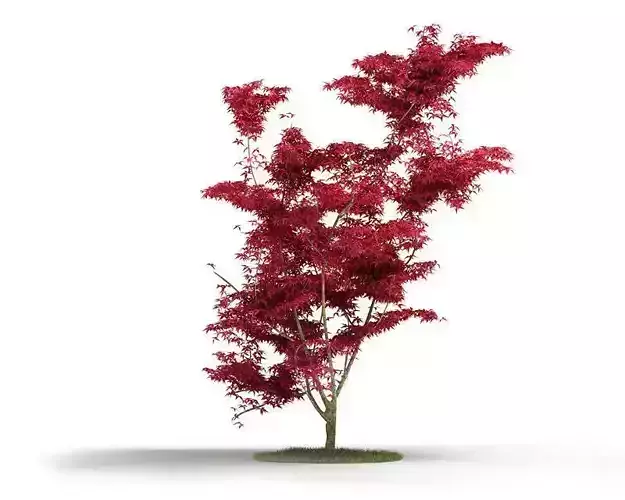 Red Leafed Tree