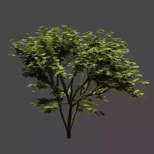 Low Poly Tree asset 3D model