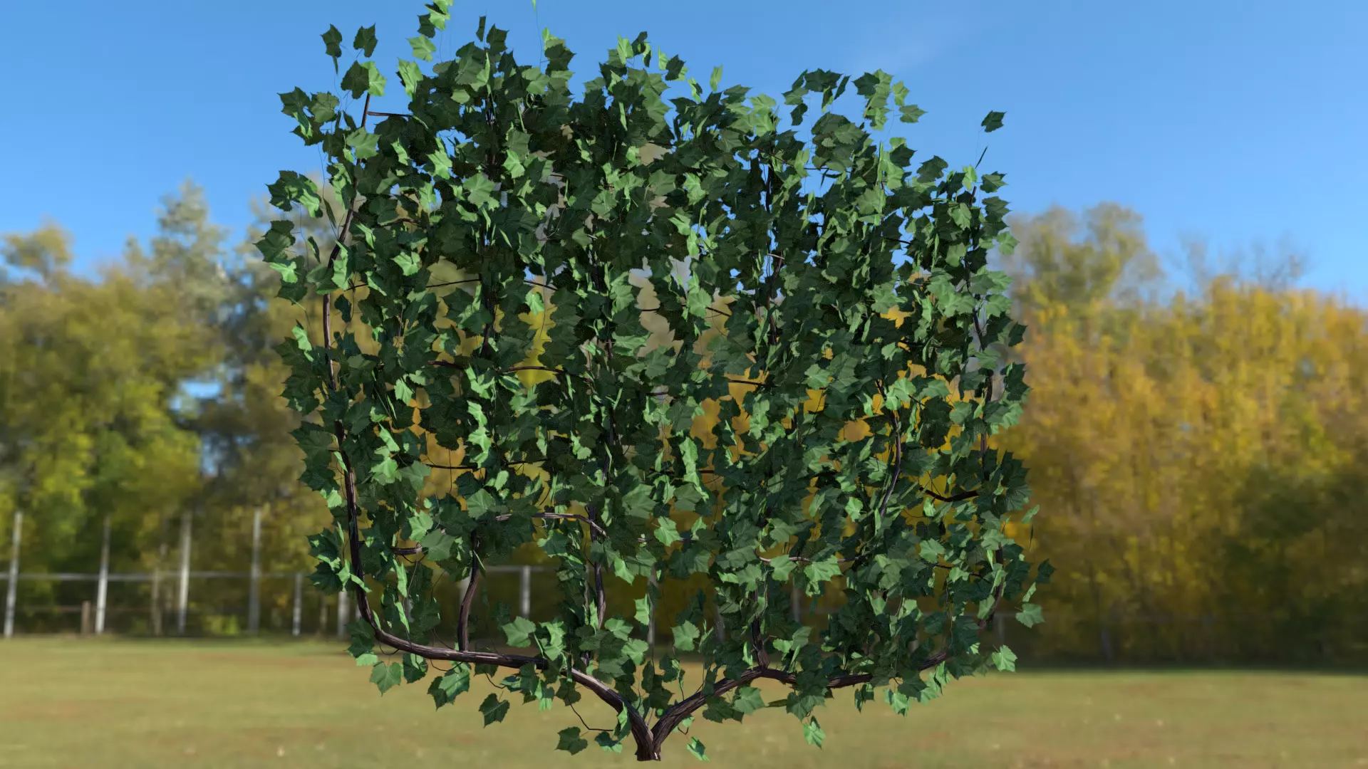 Plant Grape Vine 3D model_0