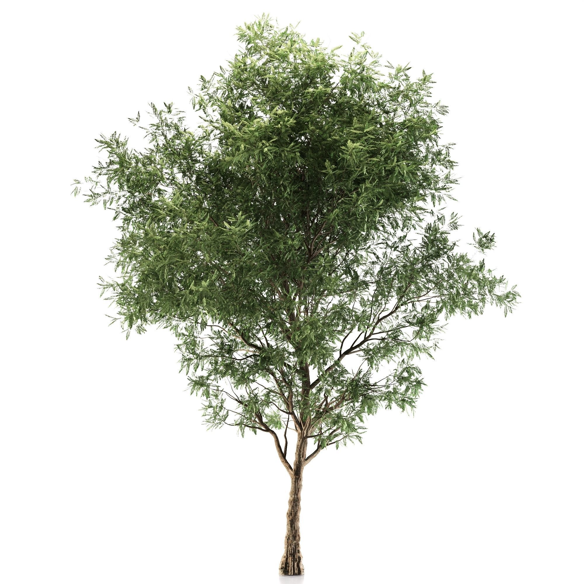 Ash tree 3D model_1