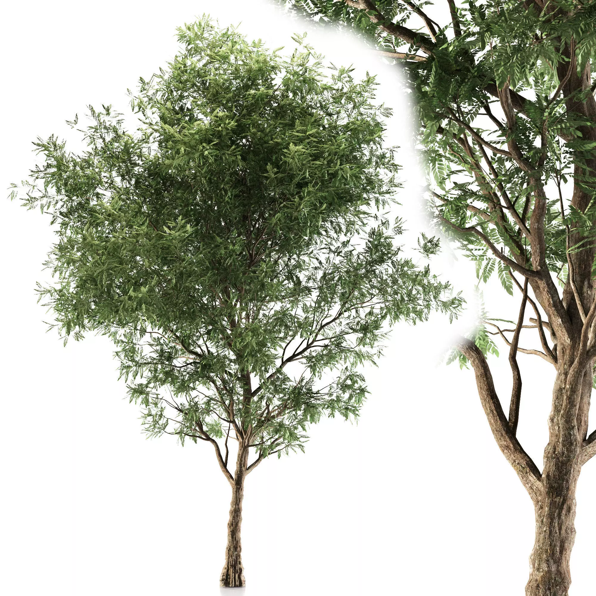 Ash tree 3D model_0