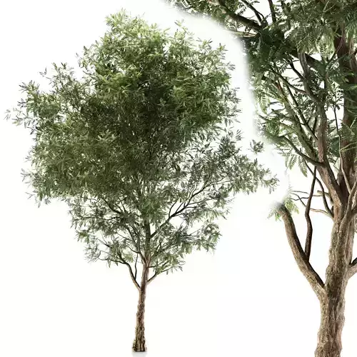 Ash tree 3D model