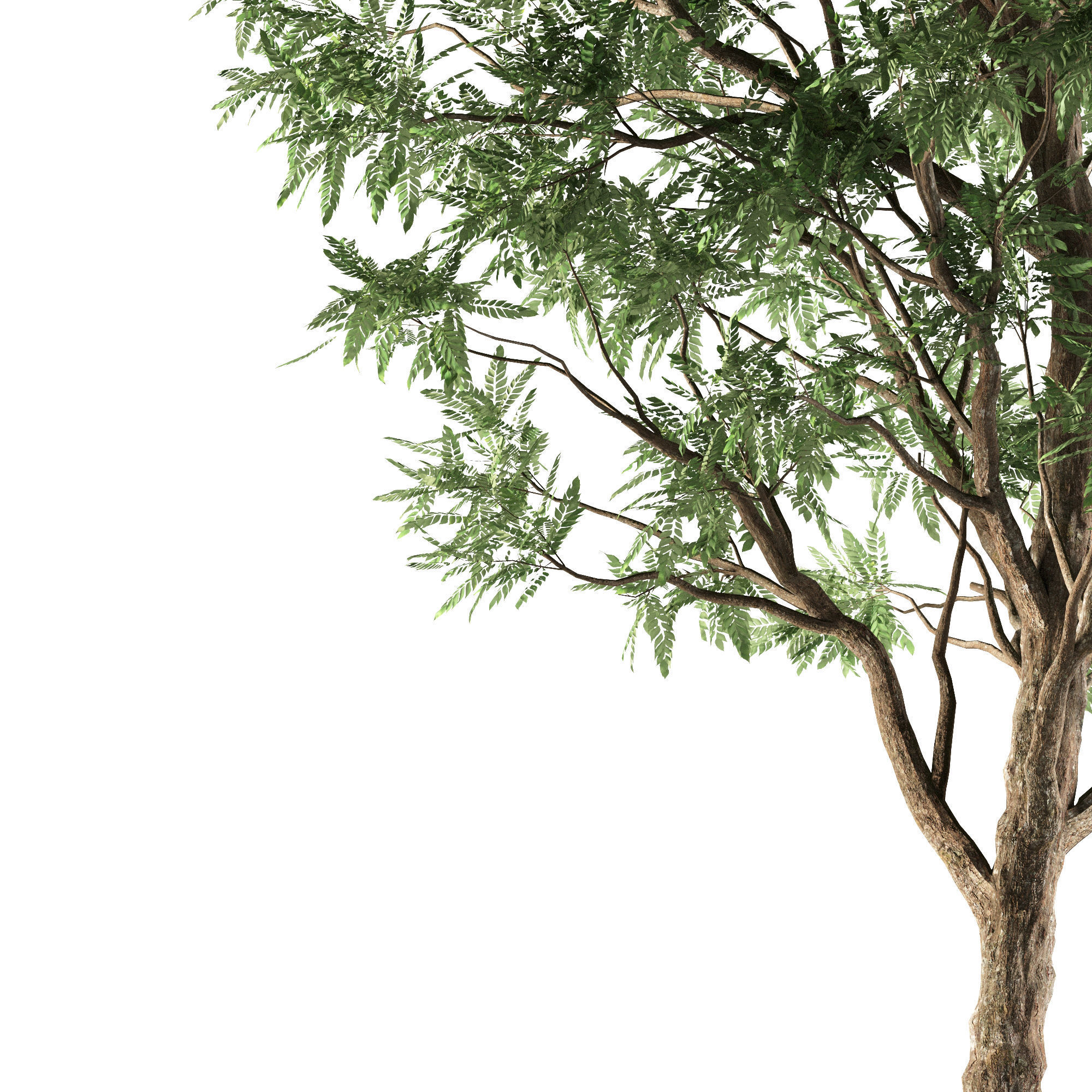Ash tree 3D model_2