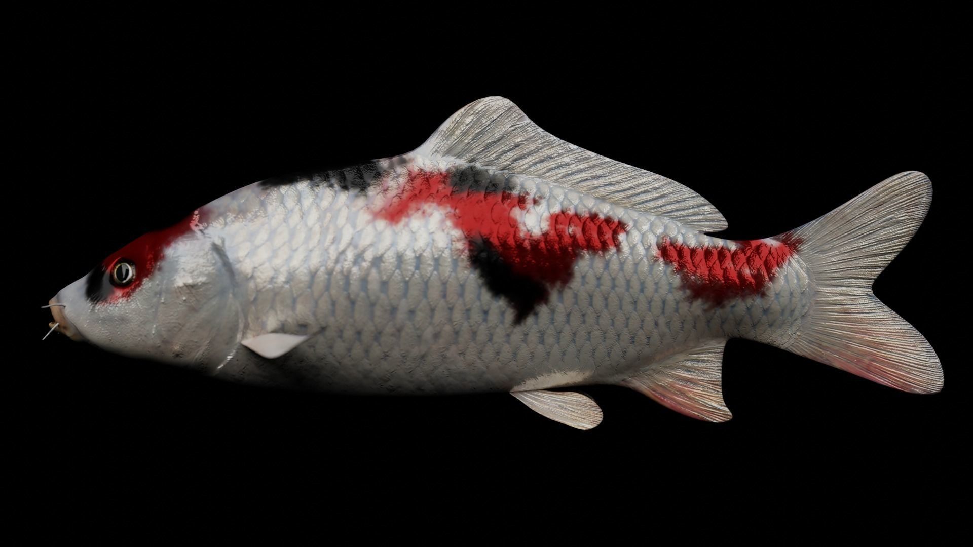 Koi fish Low-poly 3D model_12