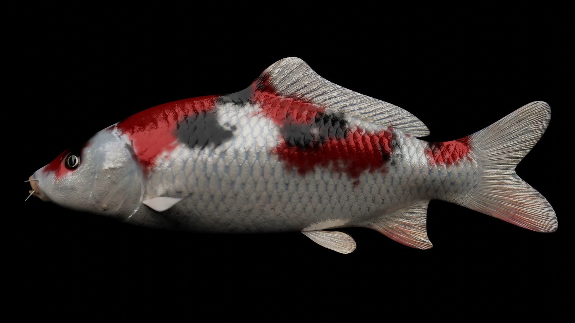 Koi fish Low-poly 3D model_10