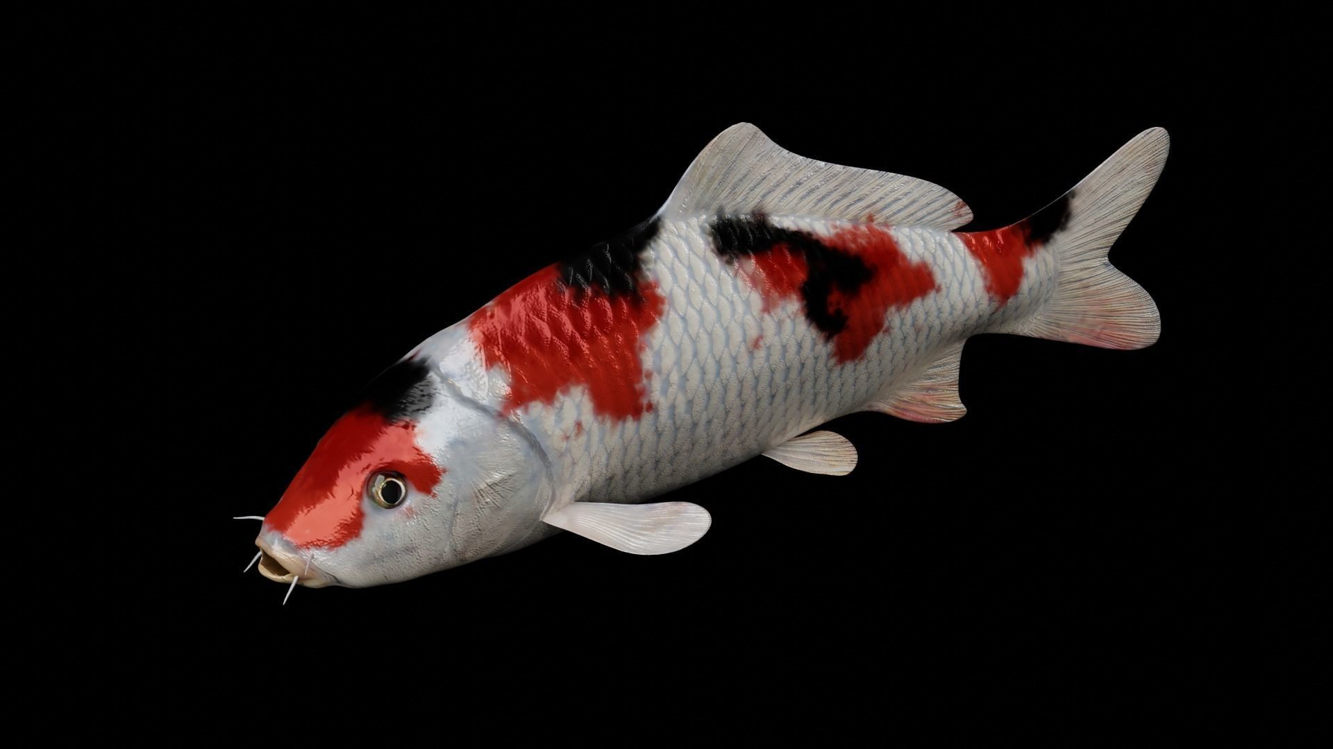 Koi fish Low-poly 3D model_5