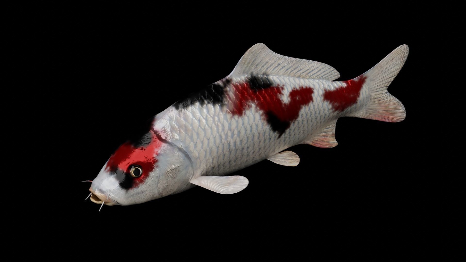 Koi fish Low-poly 3D model_4