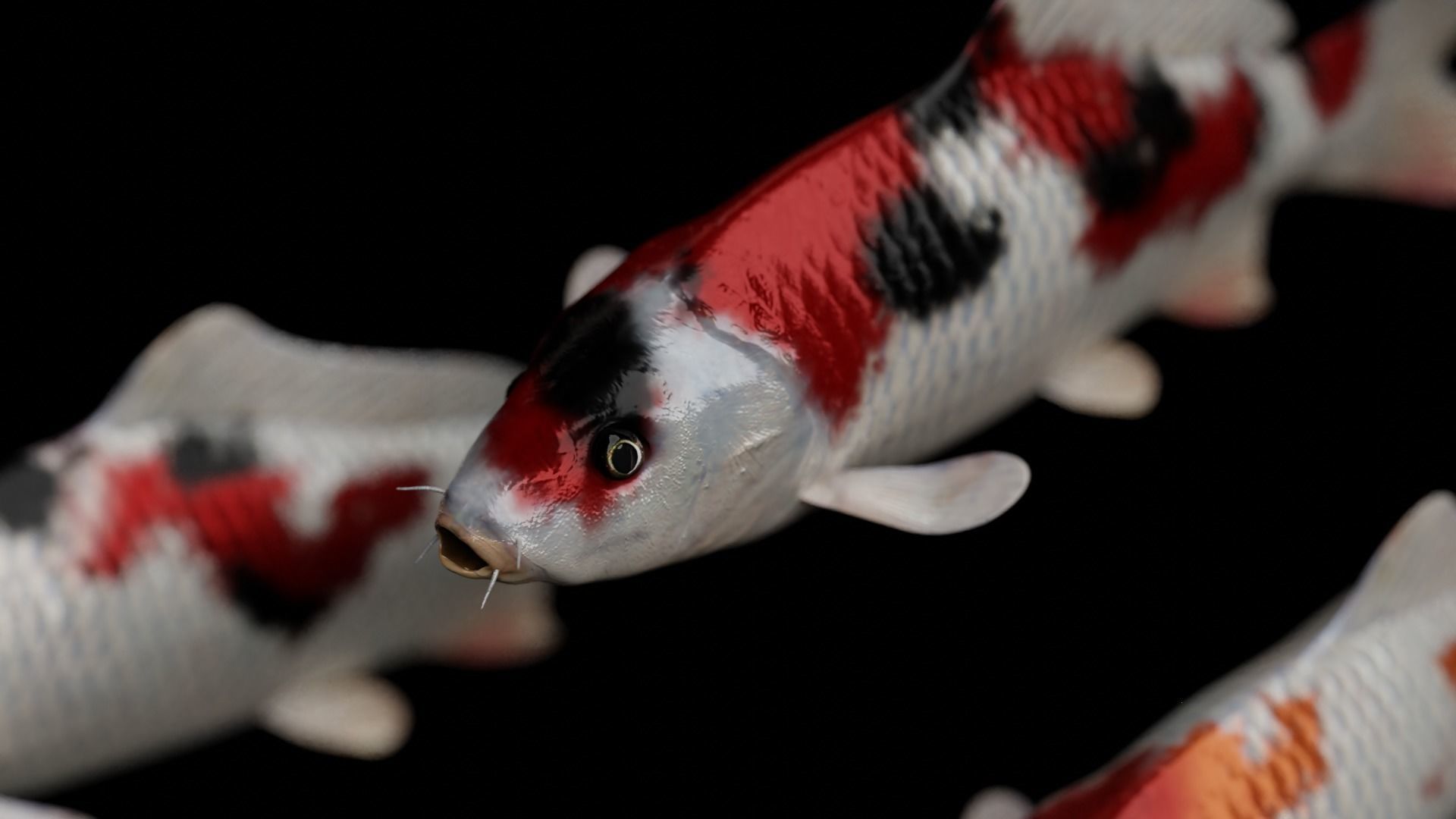 Koi fish Low-poly 3D model_35