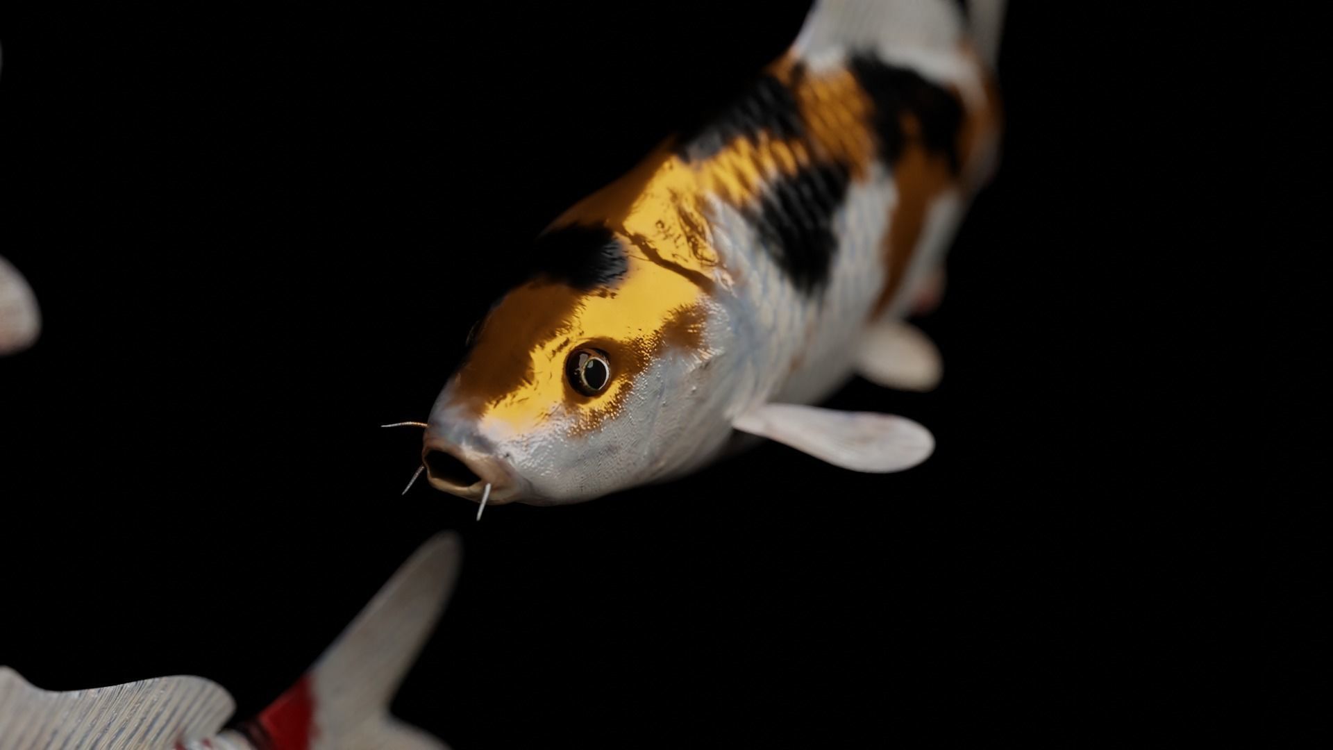 Koi fish Low-poly 3D model_16